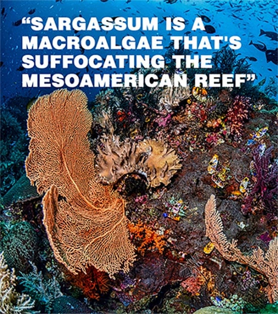 CoralReef-Quote2-sargassum